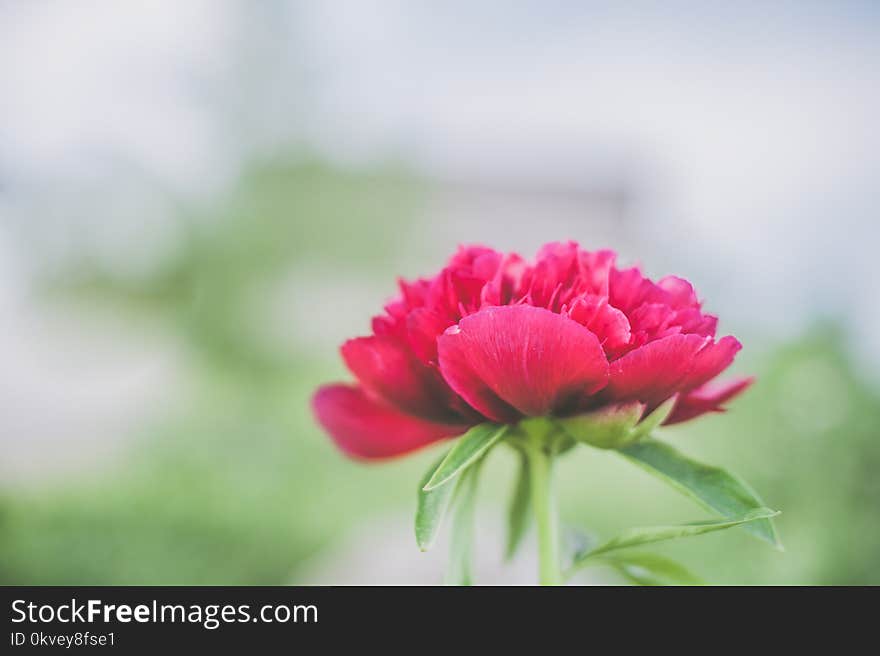 Shallow Focus Photography Red Petaled Flower