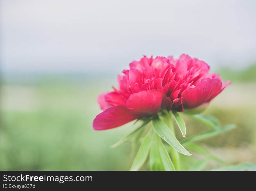 Shallow Focus Photo of Pink Flower