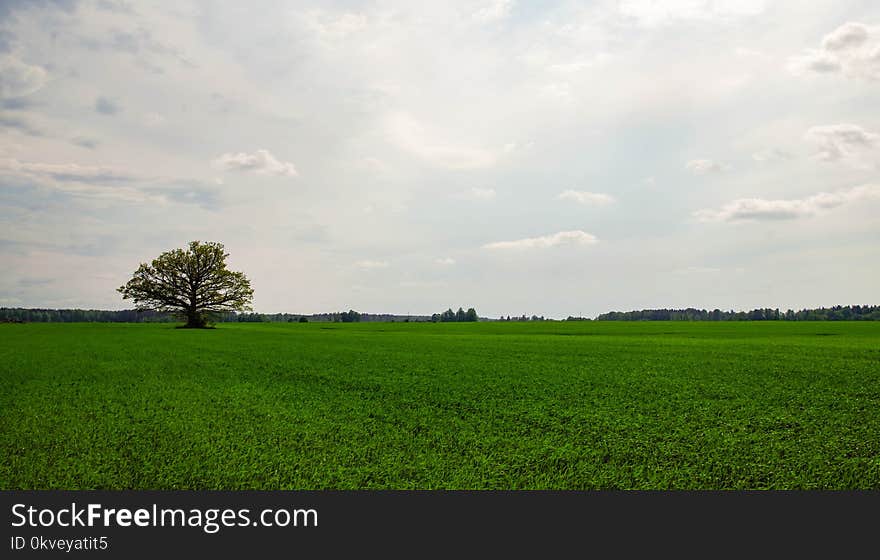 Photography of Tree in a Field