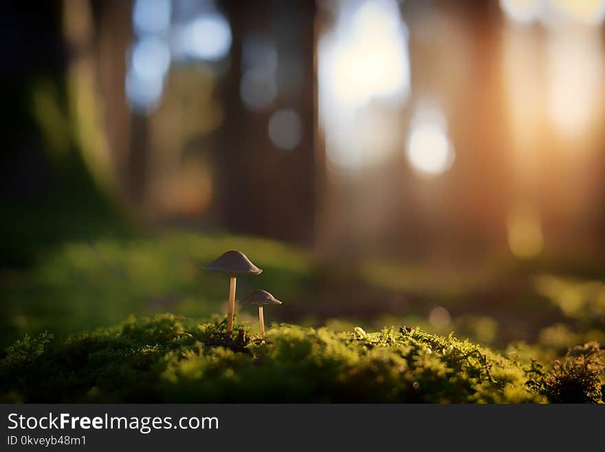 Shallow Focus Photography Of Brown Mushrooms