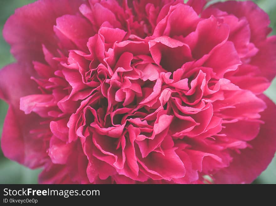 Close Up Photo of Pink Petaled Flower