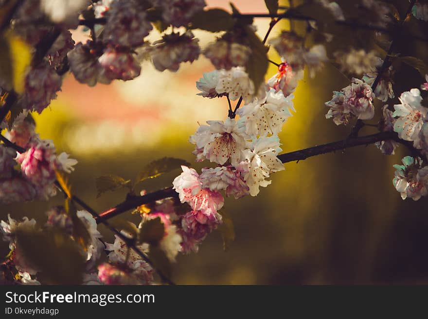 Selective Focus Photography Of White Petaled Flower