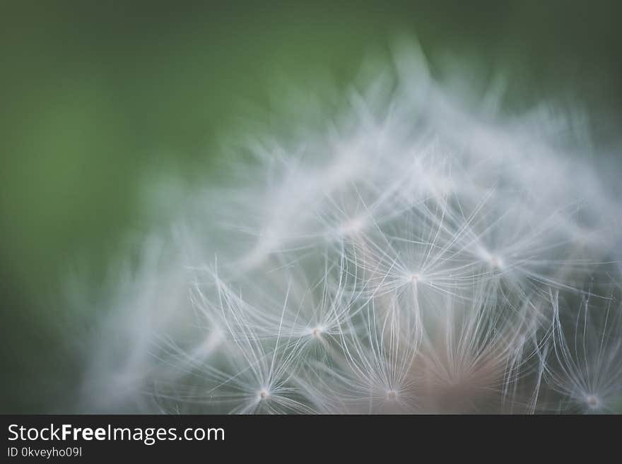 Shallow Focus Photography of White Petaled Flower