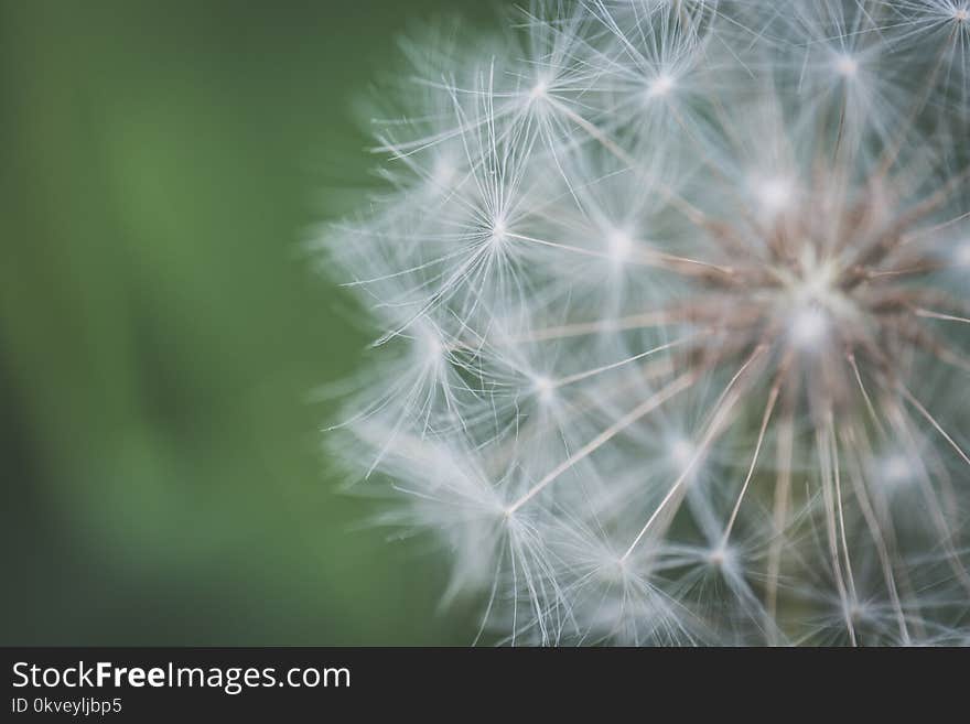 Closeup Photo of White Dandelion