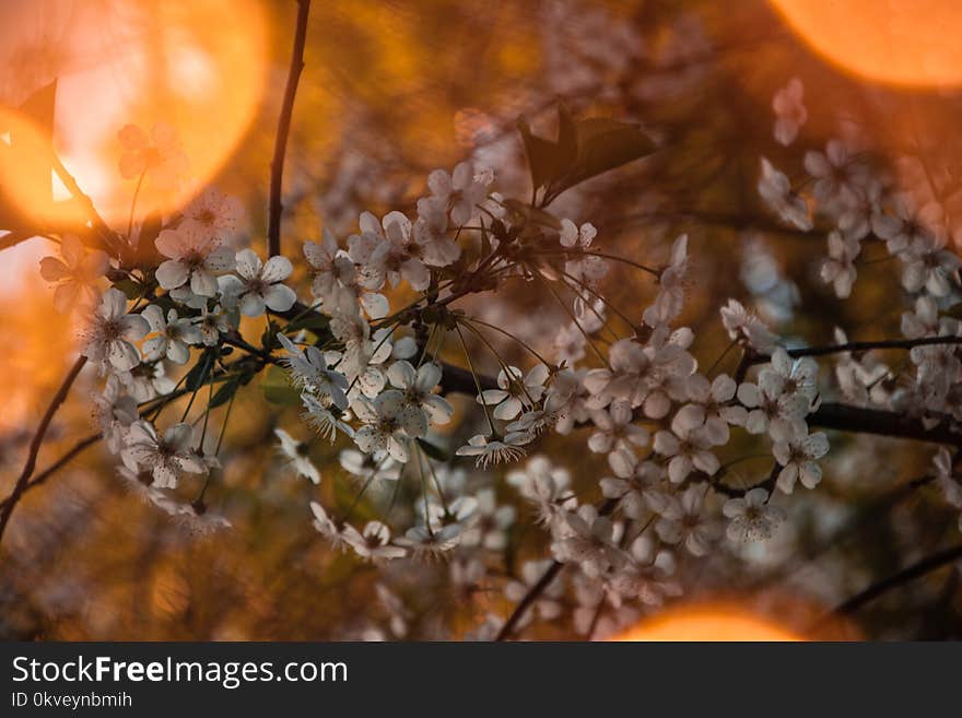 Flowering Tree