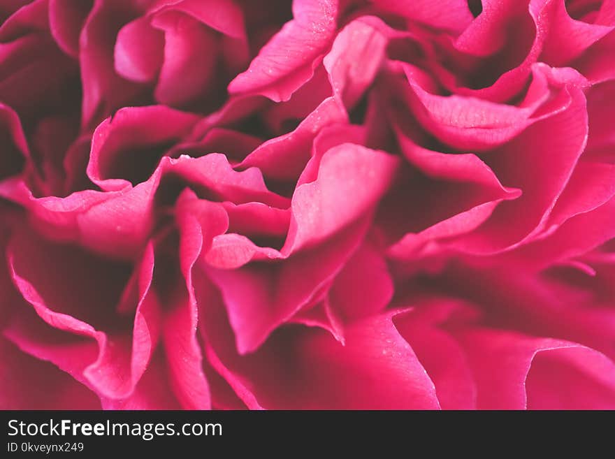 Close-up Photo of Pink Petaled Flowers