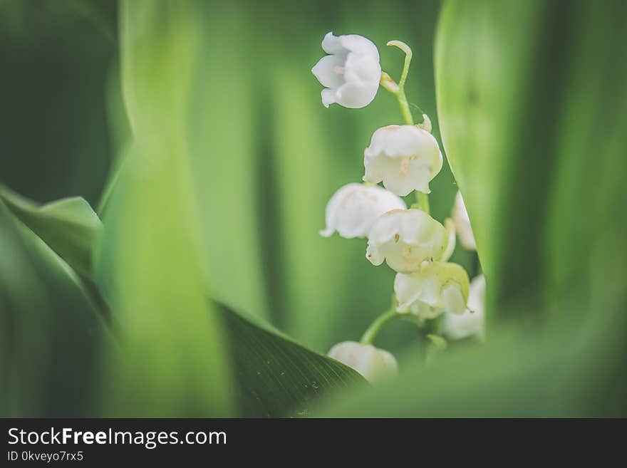 White Petaled Flowers in Bloom