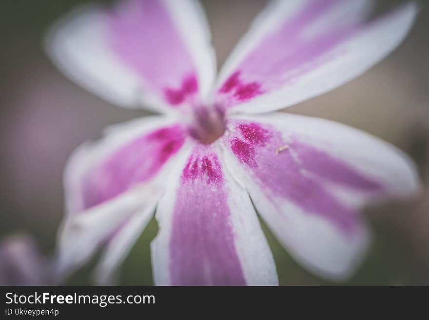 Selective Focus Photography of Purple and White Petaled Flower