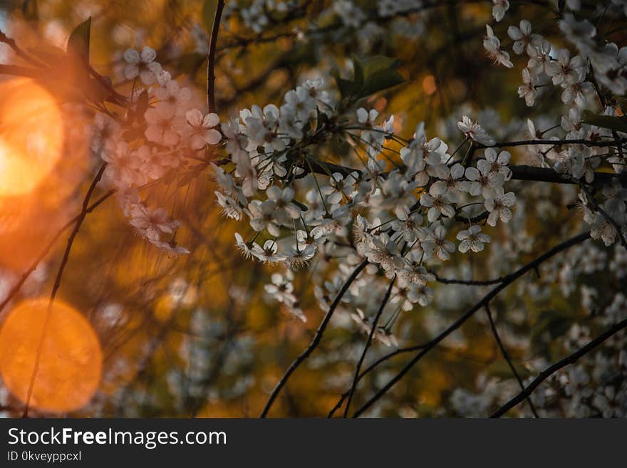 Selective Focus Photo Of White Petaled Flowers