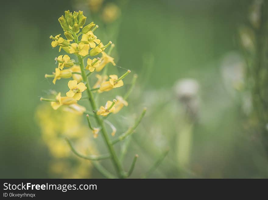 Close-up Photo of Yellow Petaled Flower