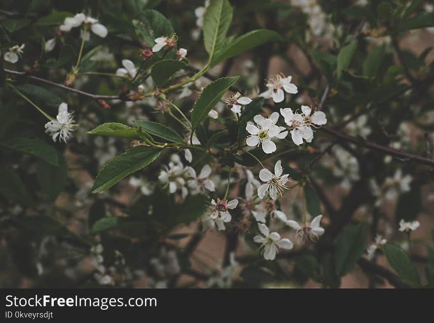 White Petaled Flowers Selective Focus Photography