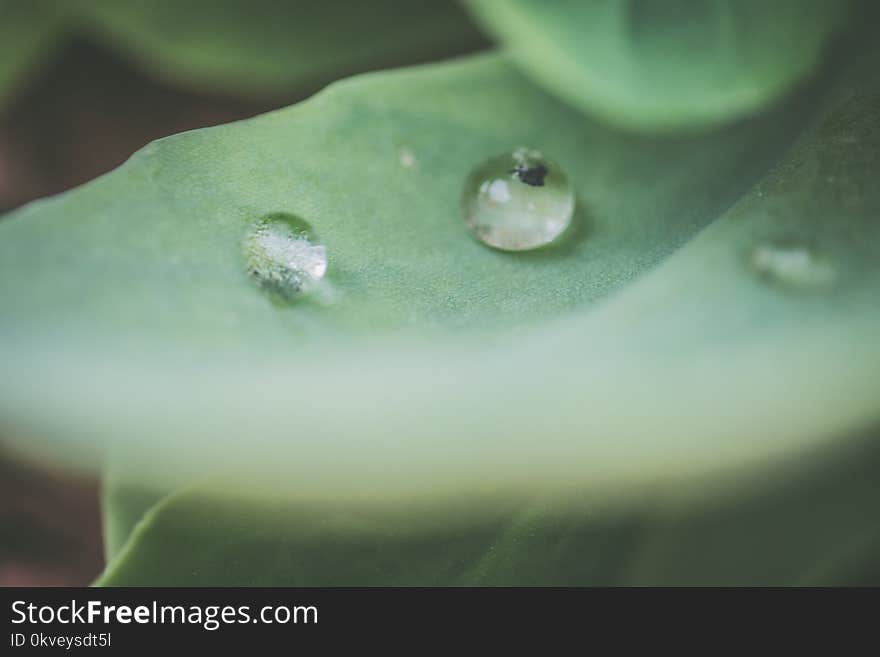 Macro Photography of Water Droplet on Green Leaf