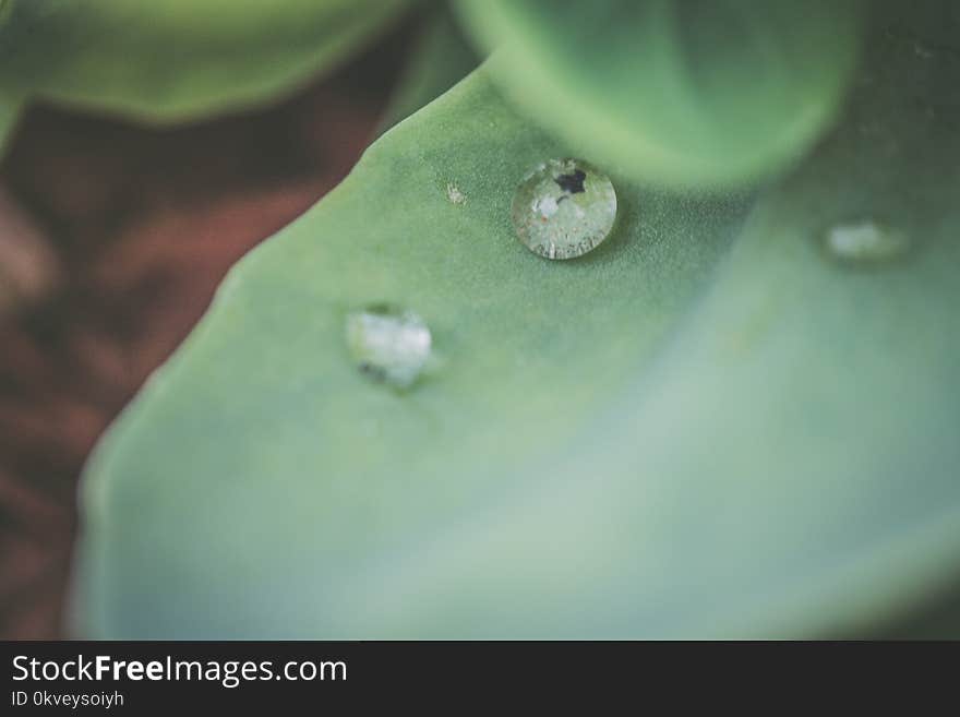 Macro Photography on Green Leaf With Dew Drops