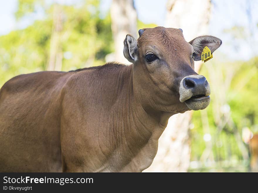 Brown Calf