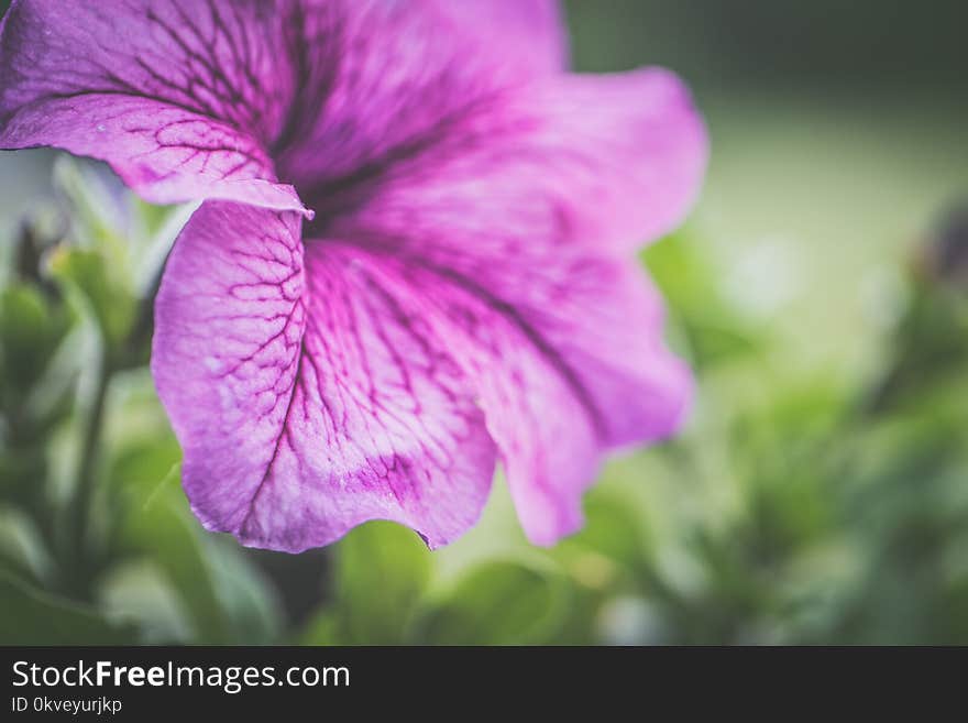 Photography of Shallow Focus Purple Flowers