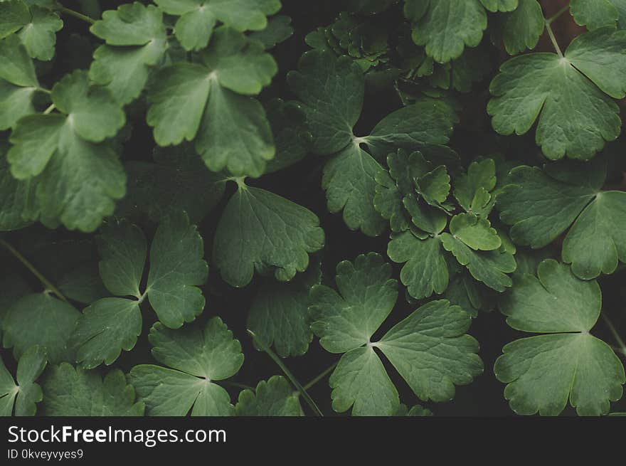 Green Leafed Plants