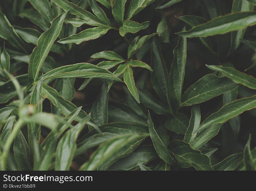 Photo Of Green Leaves