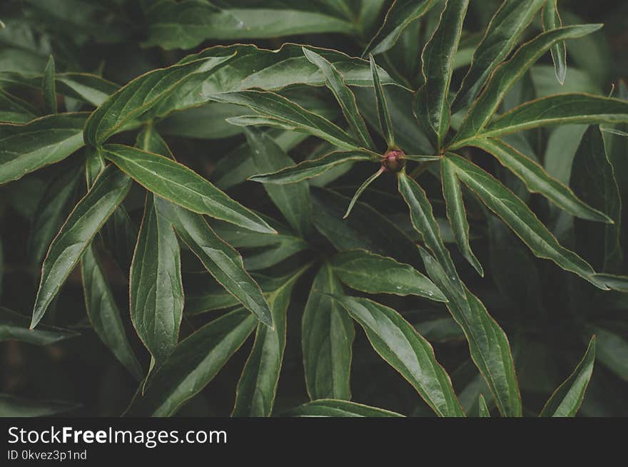 Green Plants