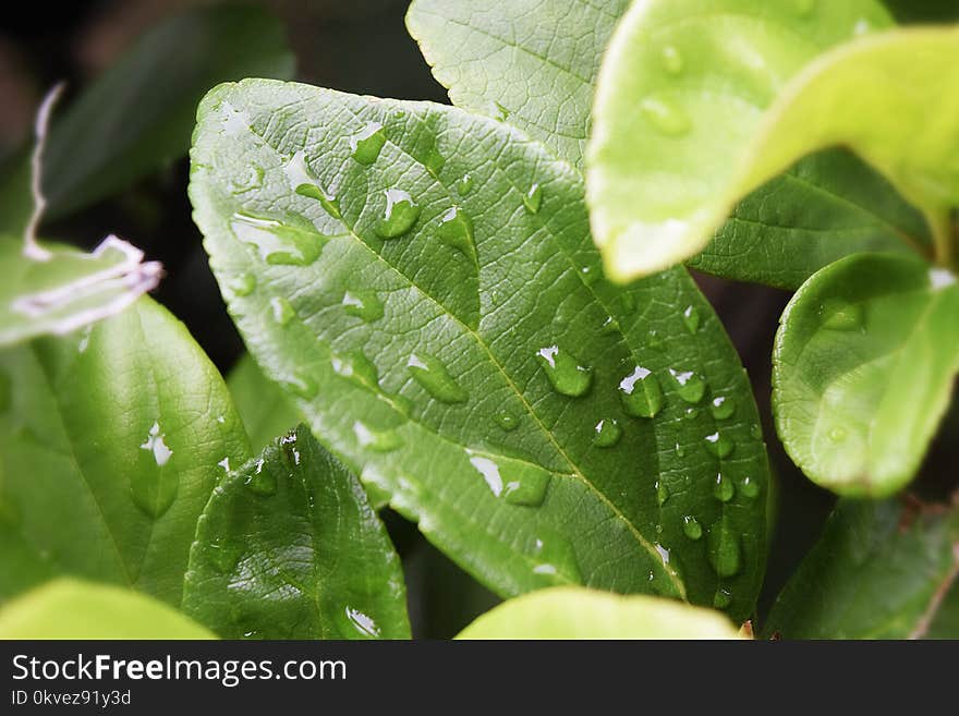 Green Leaves With Water Droplets