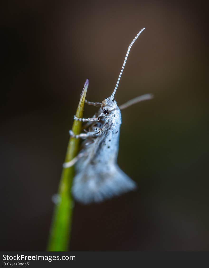 White Insect