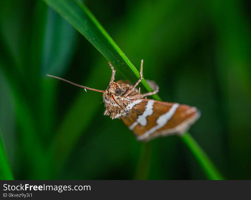 Macro Photography of Moth