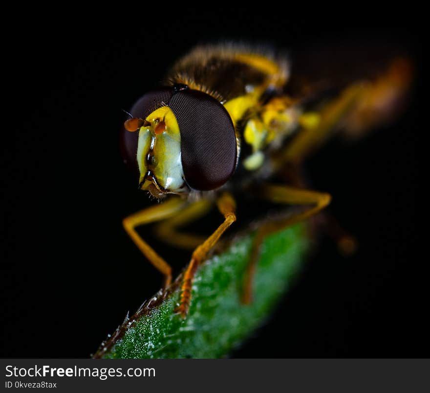 Macro Photography of Brown Fly Perched on Green Leaf