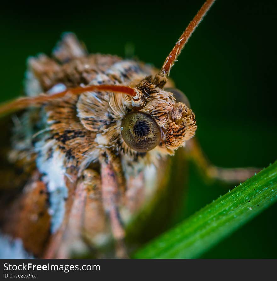 Macro Photo Of Brown Moth