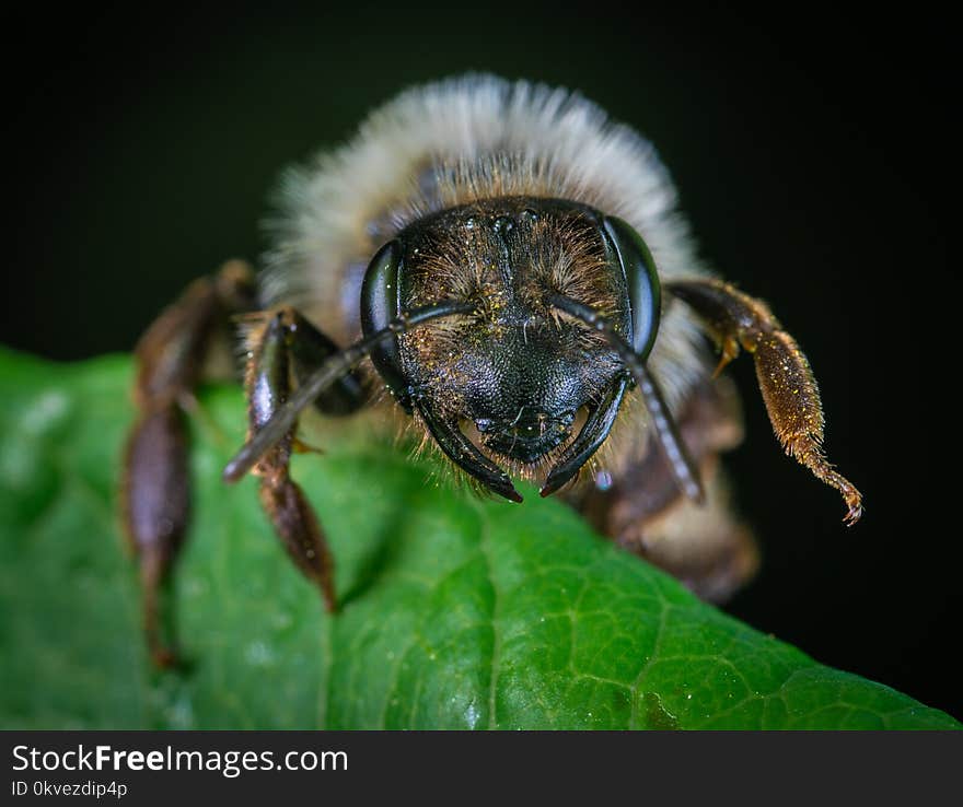 Macro Photography Of Insect Perched On Leaf