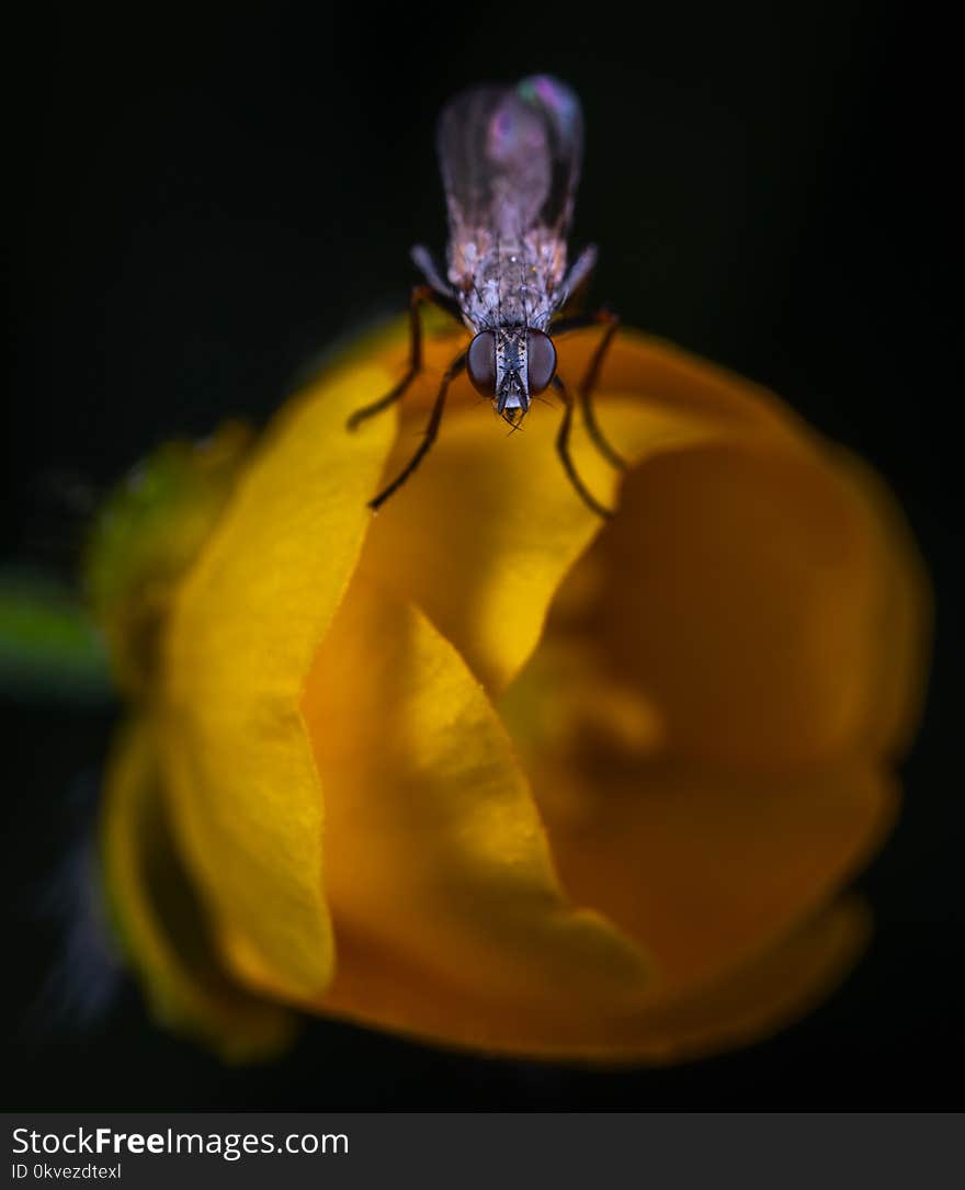 Macro Photo Of Black Lacewing Perched On Yellow Flower