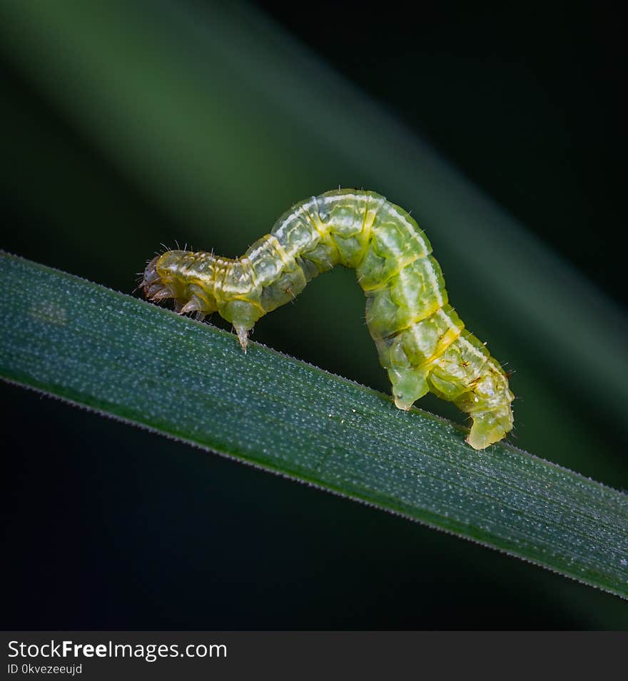 Shallow Focus Photography of Green Caterpillar on Green Leaf