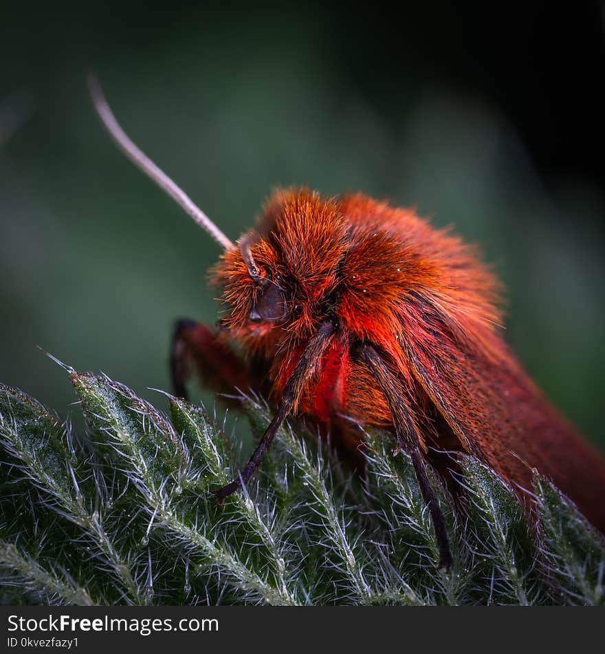 Macro Photo Of Red Poodle Moth