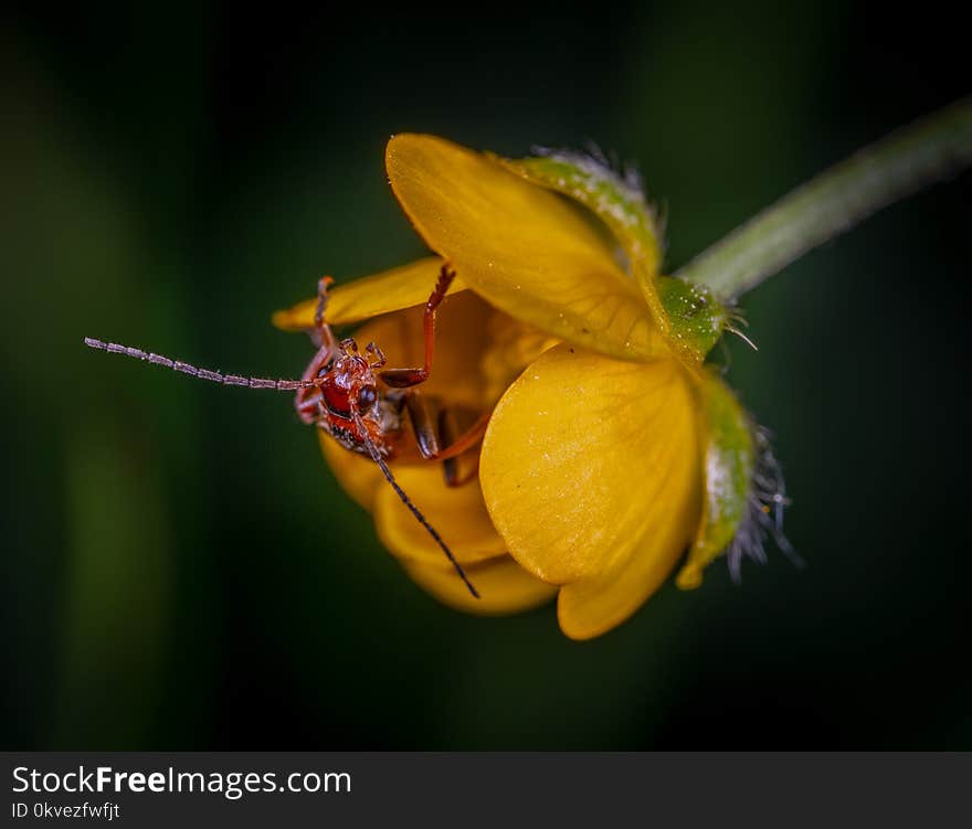 Close Up Photo of Red Insect on Yellow Petaled Flower