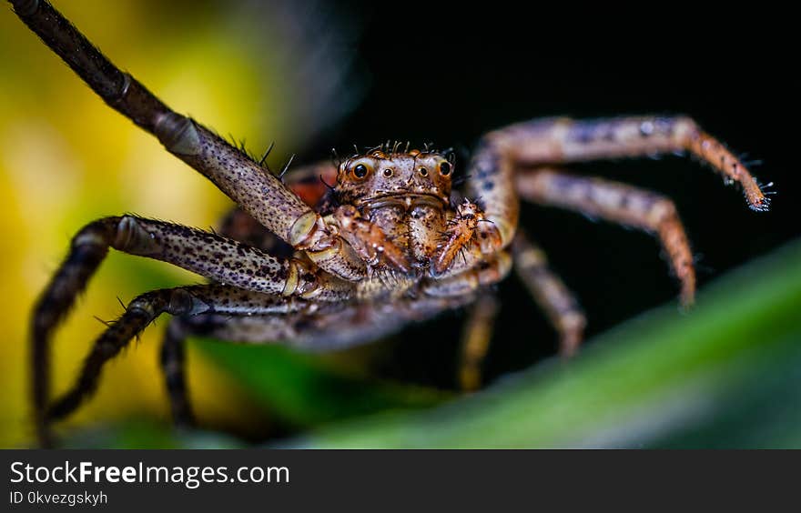 Selective Focus Photography of Brown Spider