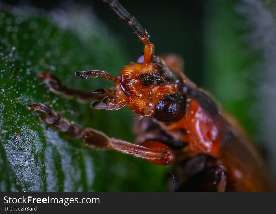 Close-up Photo Of Insect