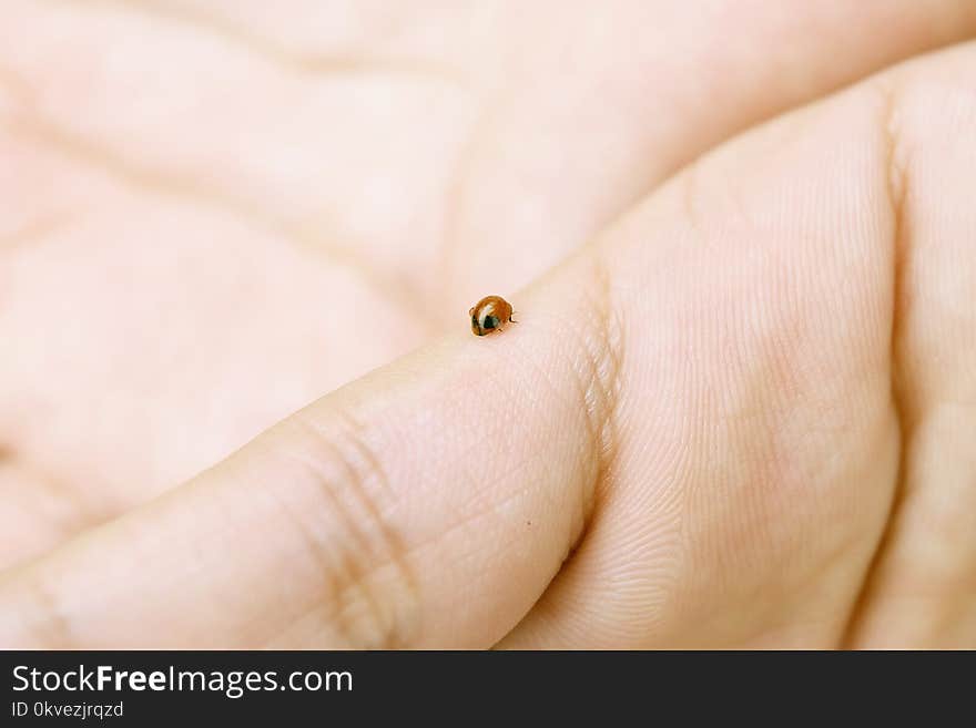 Small Brown Beetle On Hand