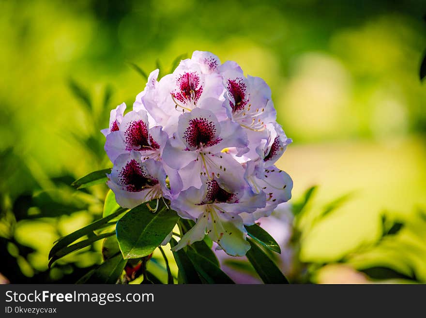 White Petaled Flower