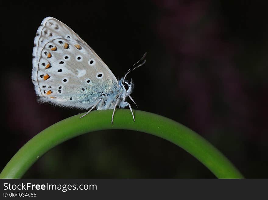 Common Blue Butterfly Perching on Green Stem in Close-up Photography