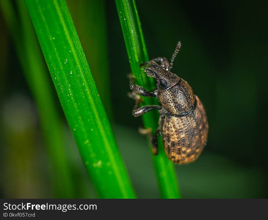 Brown Insect