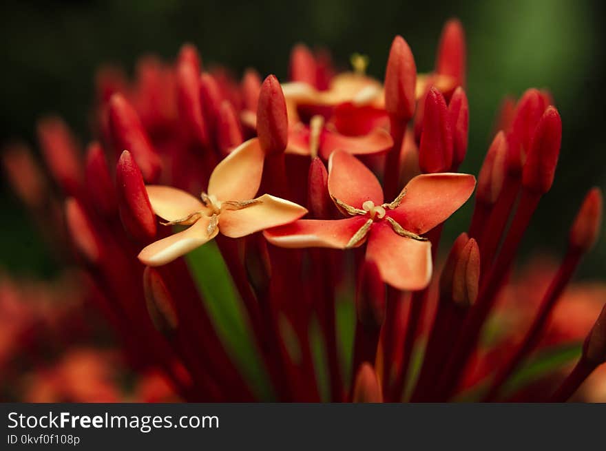 Photo of Red Petaled Flowers