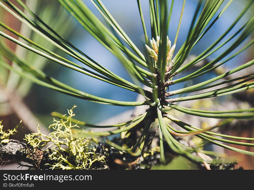 Shallow Focus Photo of Green Plants