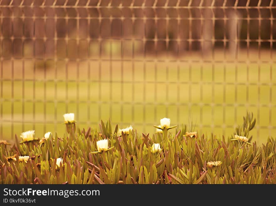 Selective Focus Photo of White Flowers Near Fence