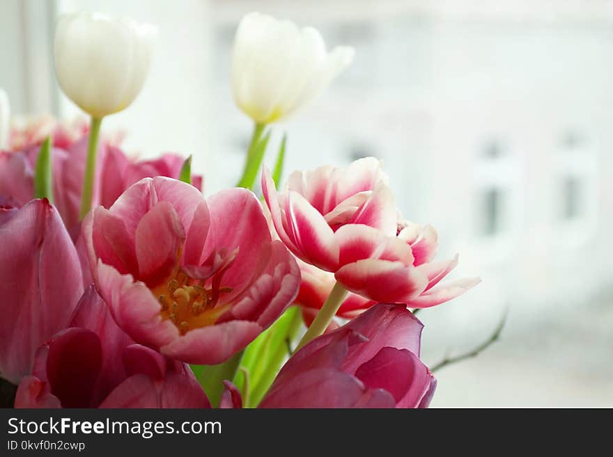 Pink Tulip Flowers