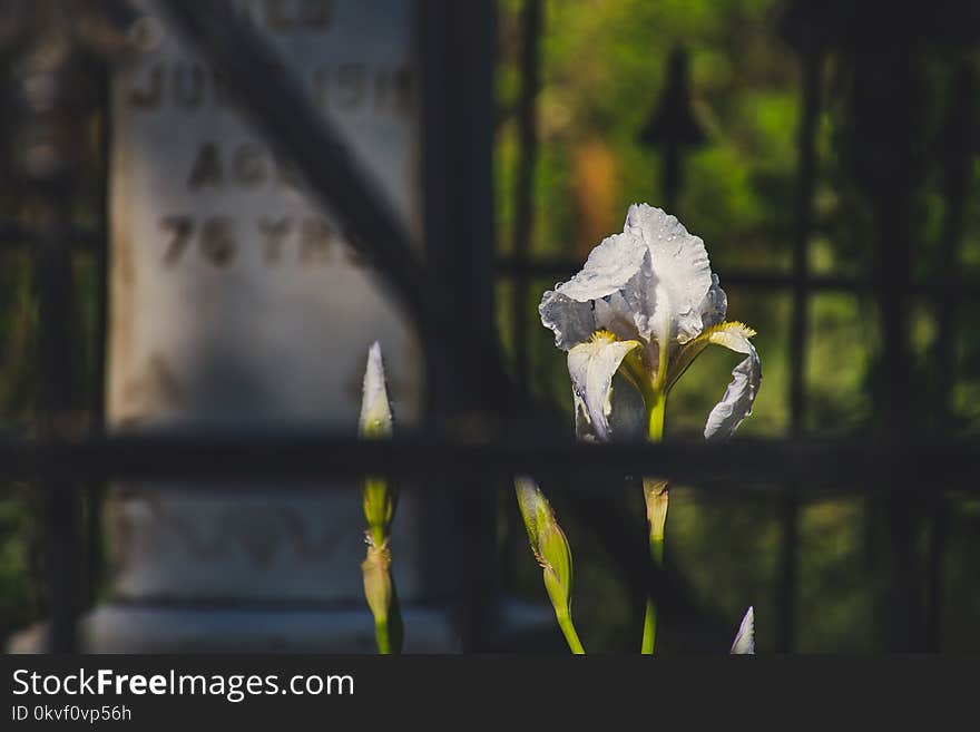 Shallow Focus Photography of White Flower