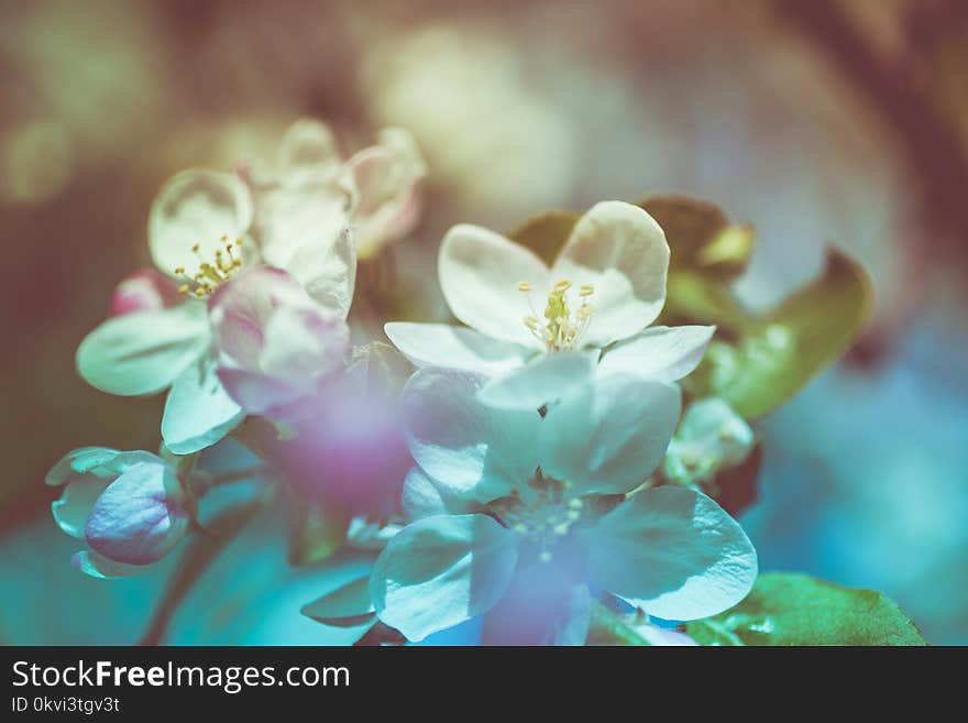 Apple blossoms over blurred nature background. Spring flowers creative macro image with bokeh. Shallow depth of field