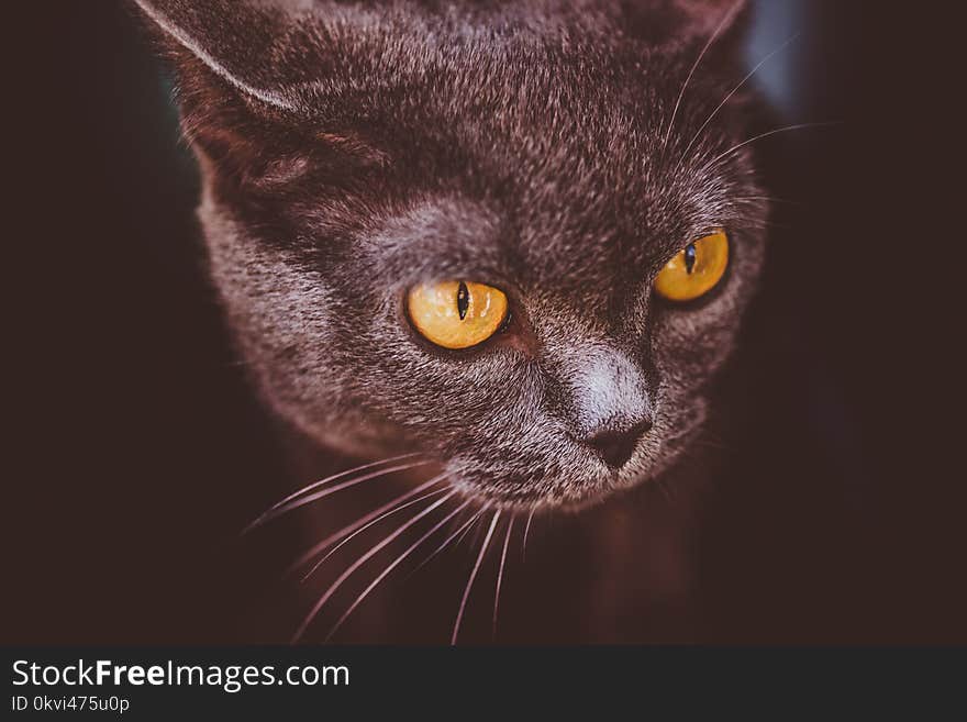 Portrait of frightened british shorthair grey cat with yellow eyes on dark background. Portrait of frightened british shorthair grey cat with yellow eyes on dark background