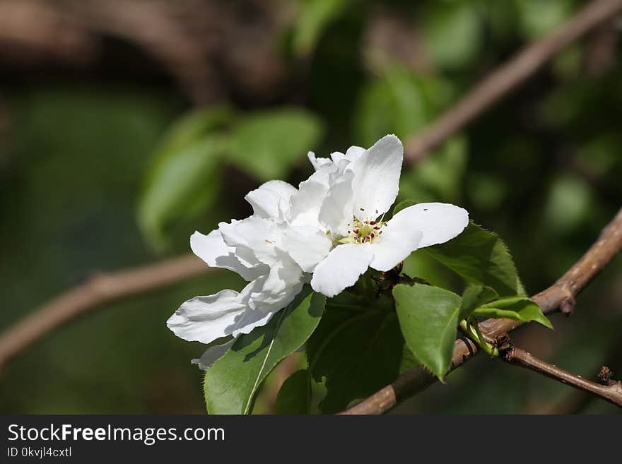 White, Flower, Flora, Blossom