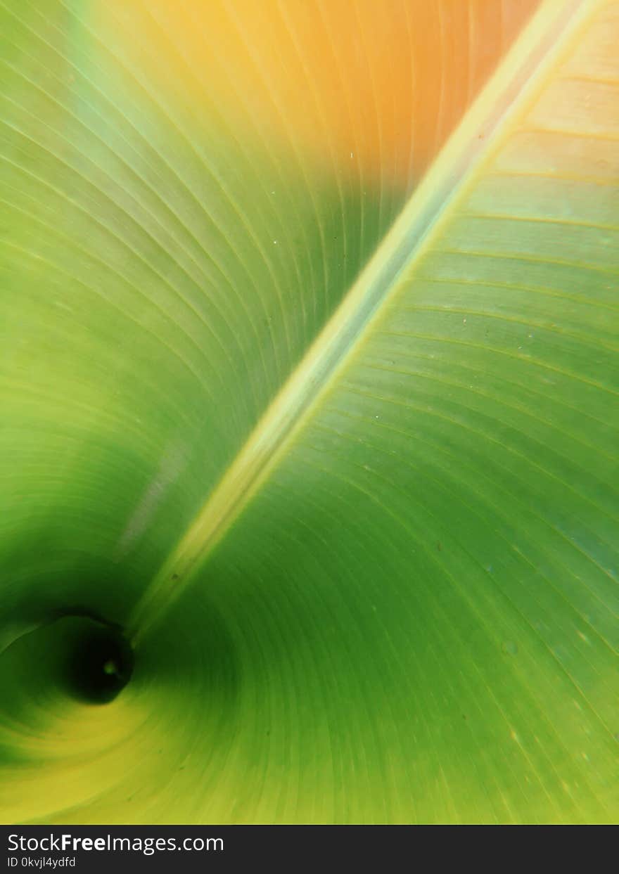 Green, Leaf, Water, Close Up