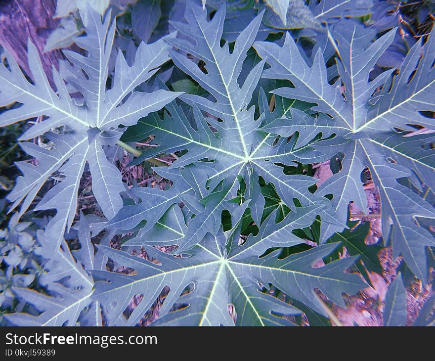 Plant, Leaf, Tree