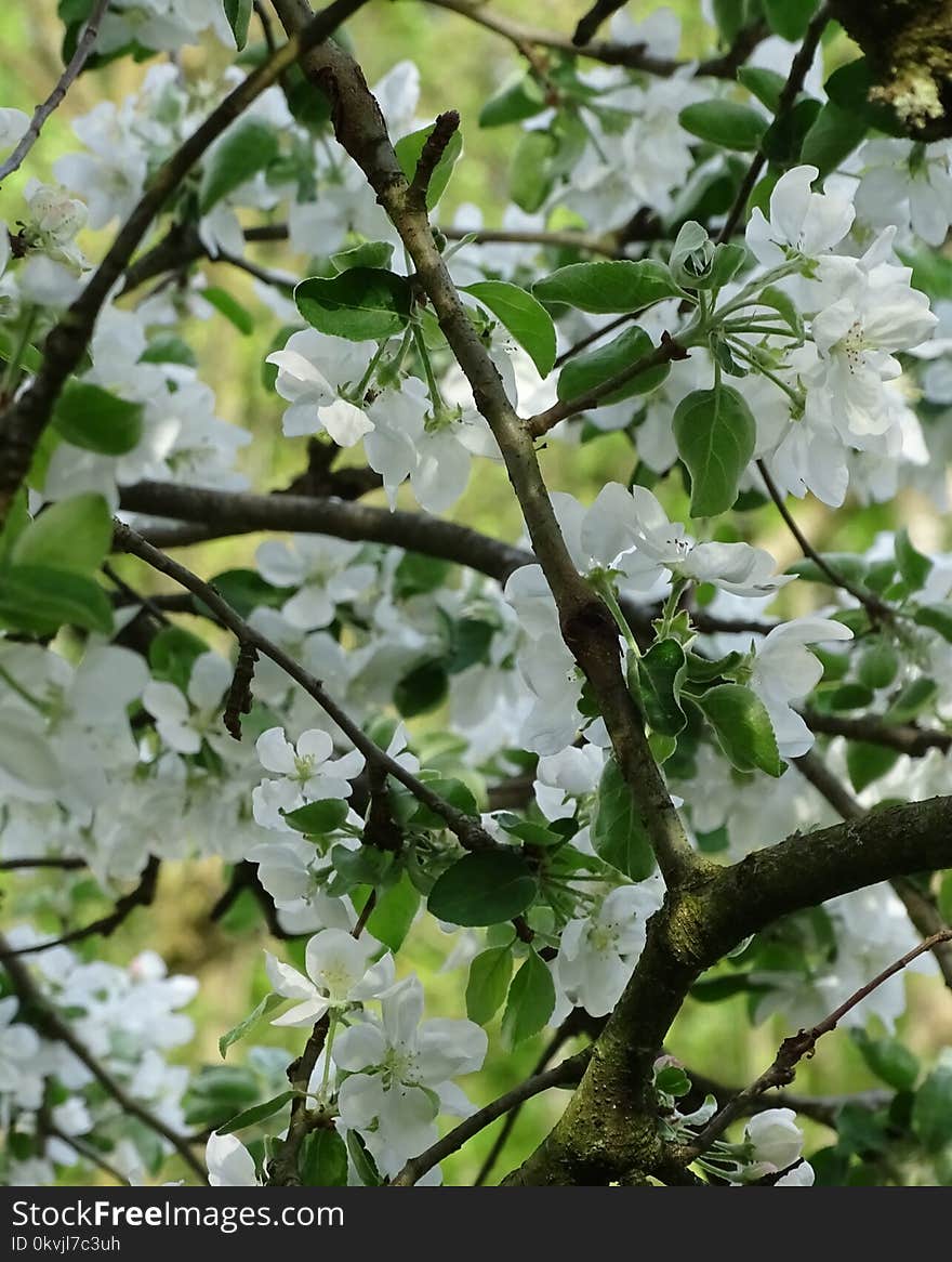 Branch, Plant, Tree, Flora