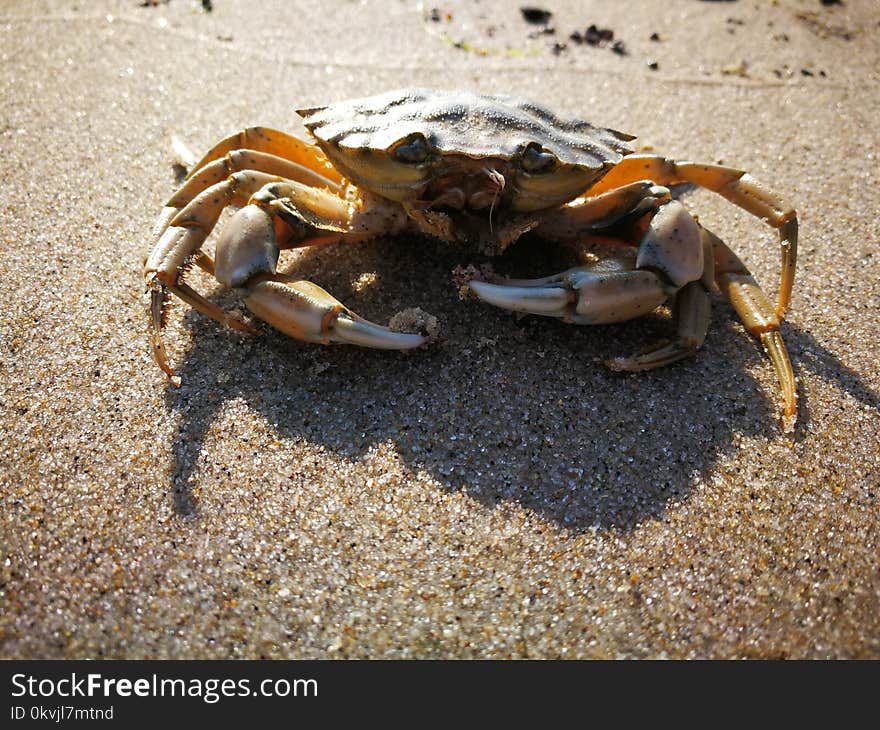 Crab, Freshwater Crab, Decapoda, Crustacean